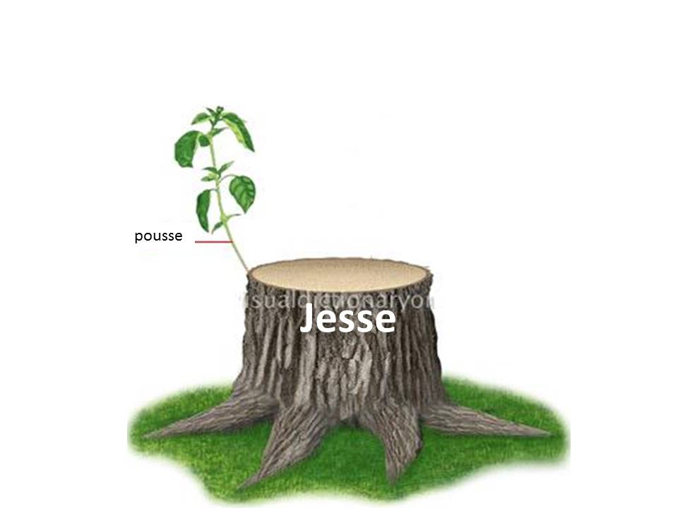 The Sign of the Branch The Dead Stump Reborn Consider the Bible